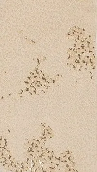 crater-beige lico